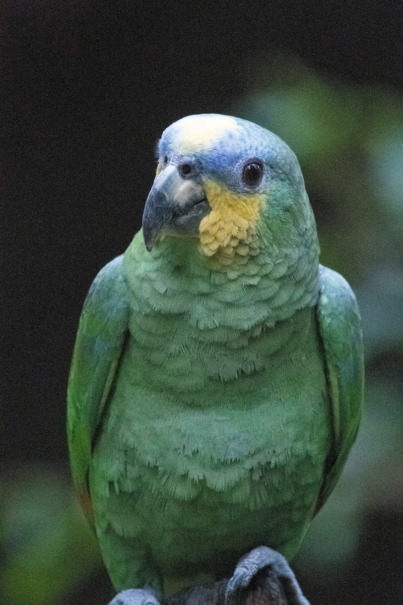 Amazone aourou - ML633515137