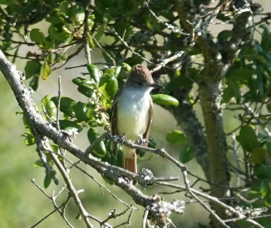 Ash-throated Flycatcher - ML633515315