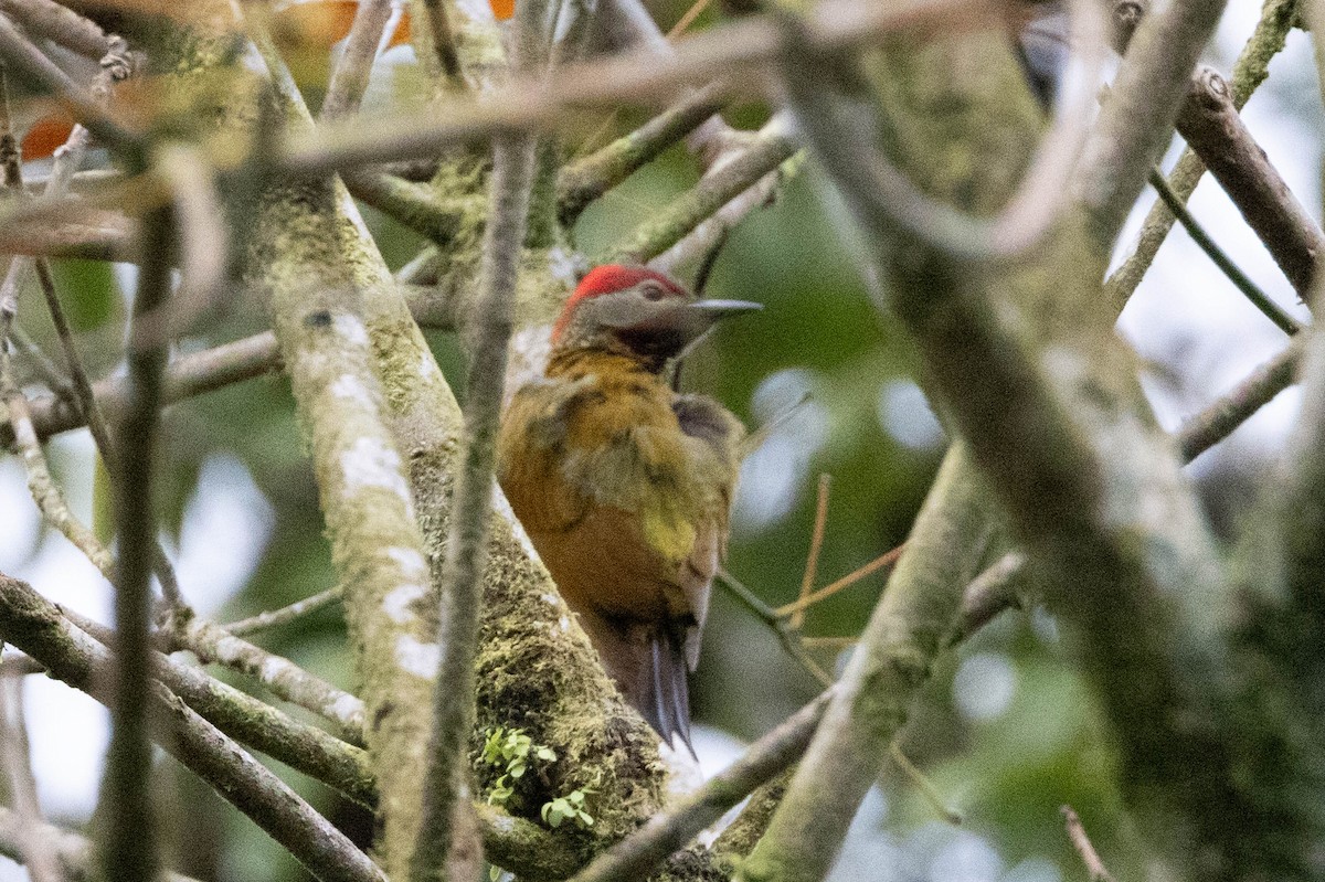 Golden-olive Woodpecker - ML633515370