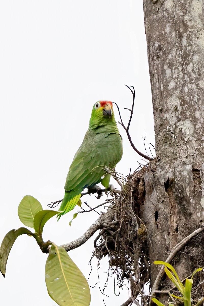 Red-lored Amazon - ML633515397