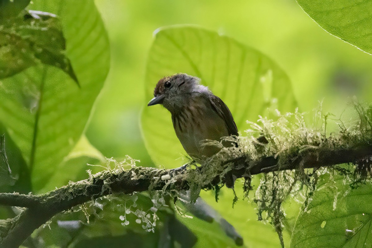 Streak-crowned Antvireo - ML633515409