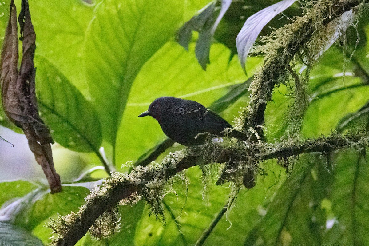 Dusky Antbird - ML633515413