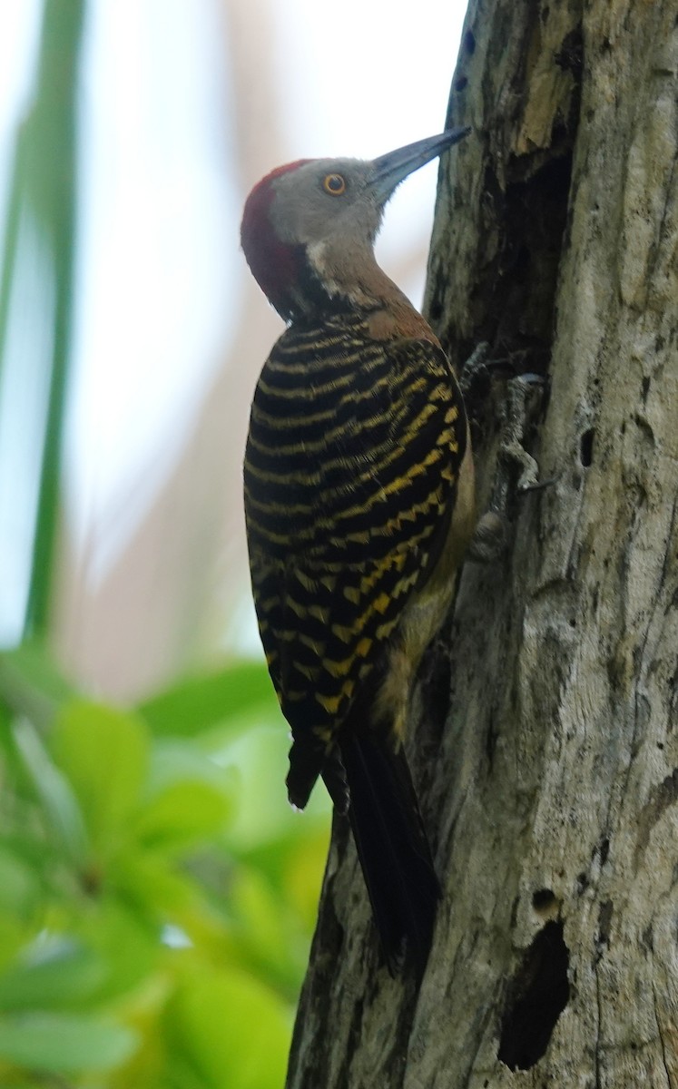 Hispaniolan Woodpecker - ML633515428