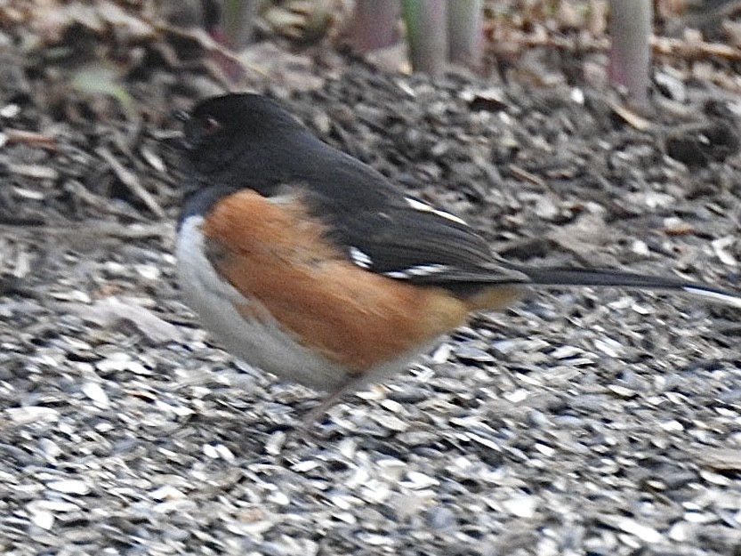 Eastern Towhee - ML633515431