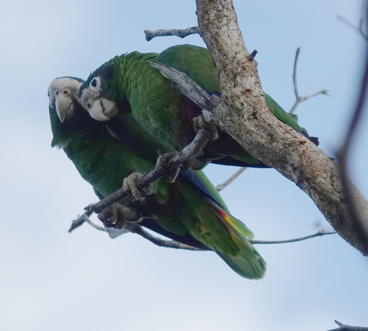 Hispaniolan Amazon - ML633515460