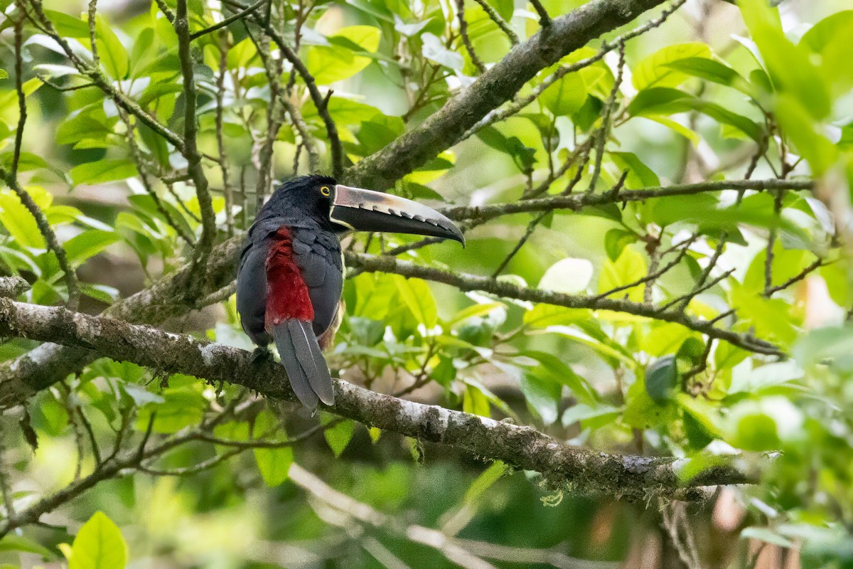 Collared Aracari - ML633515494
