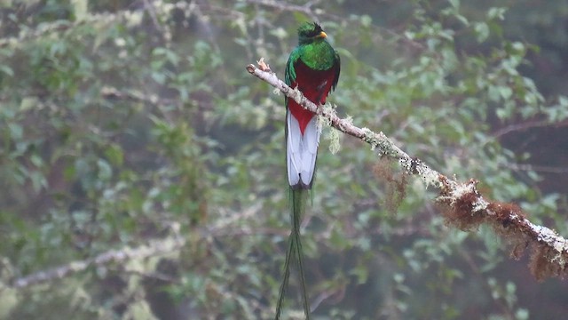 Resplendent Quetzal - ML633515521