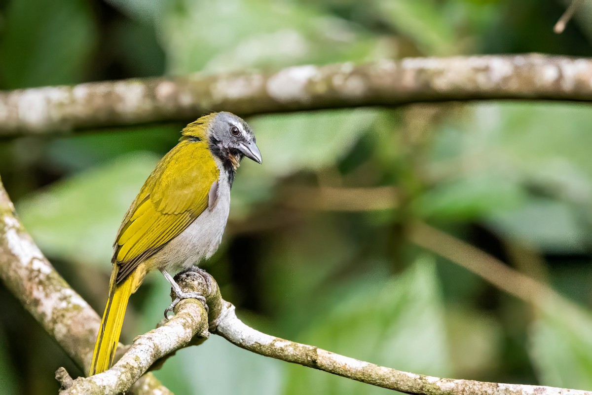 Buff-throated Saltator - ML633515590