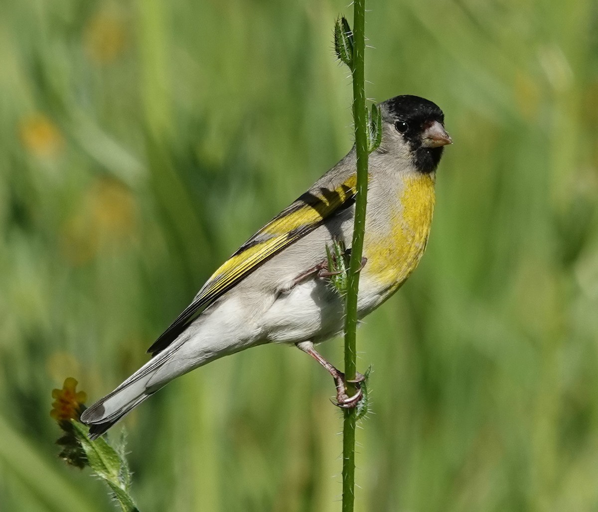 Lawrence's Goldfinch - ML633515674