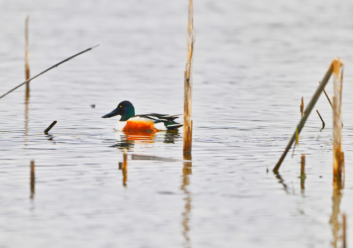 Canard souchet - ML633515929