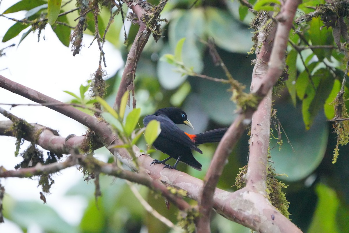 Scarlet-rumped Cacique - ML633515981