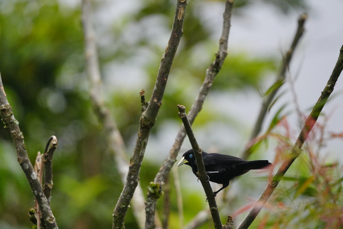 Scarlet-rumped Cacique - ML633516020