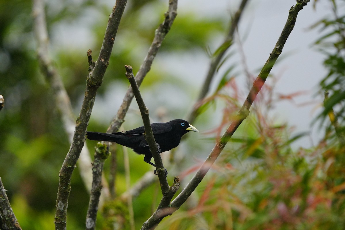 Scarlet-rumped Cacique - ML633516041