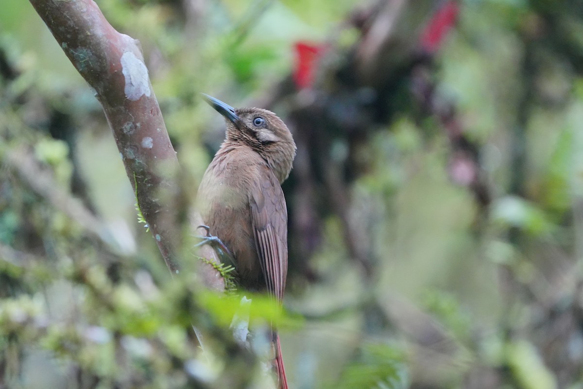 Plain-brown Woodcreeper - ML633516305