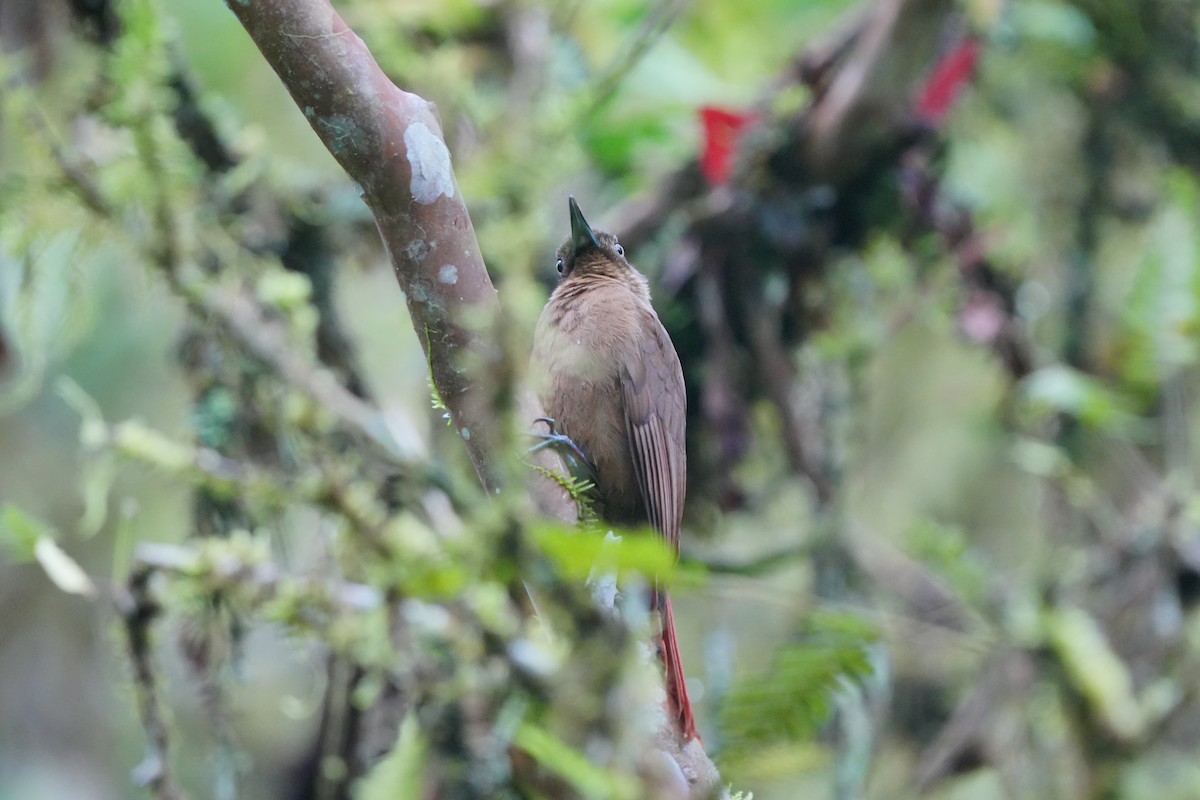 Plain-brown Woodcreeper - ML633516314