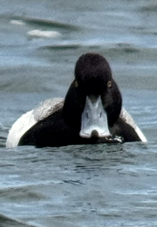Greater Scaup - ML633516328