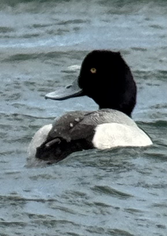 Greater Scaup - ML633516329