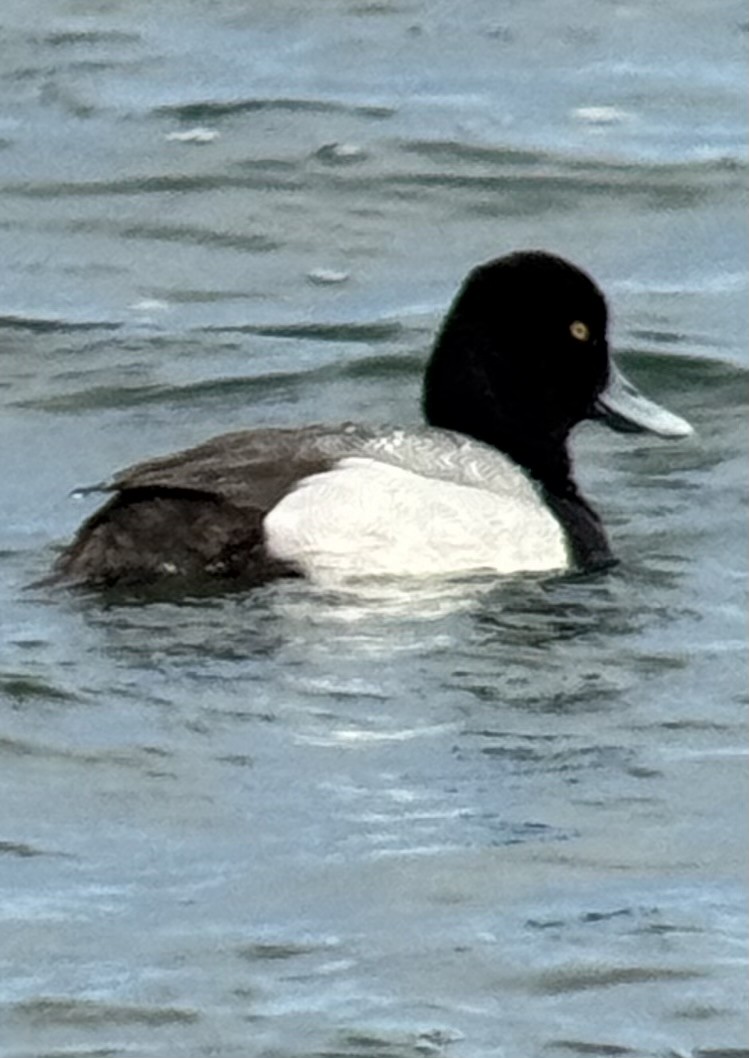 Greater Scaup - ML633516331