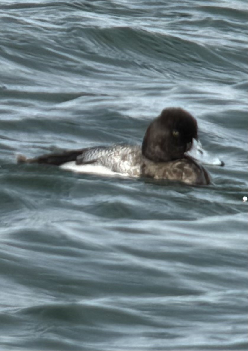 Greater Scaup - ML633516332