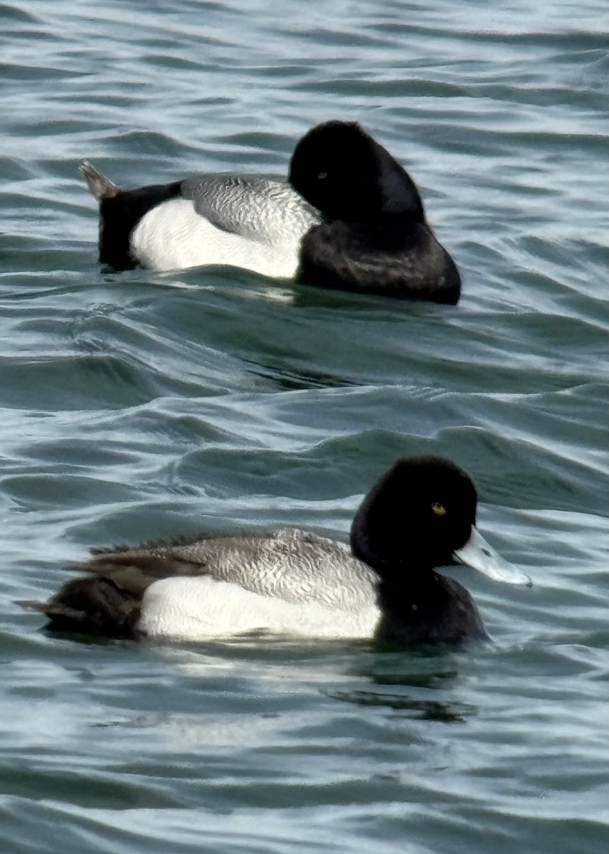 Greater Scaup - ML633516333
