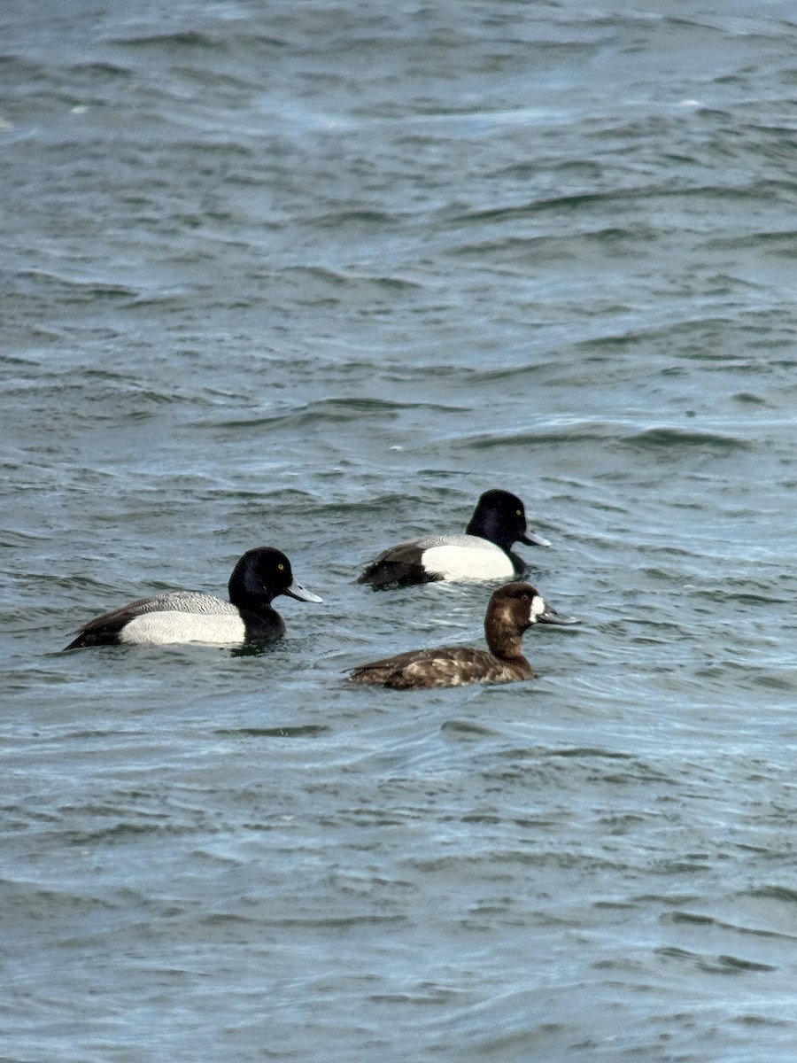 Greater Scaup - ML633516334