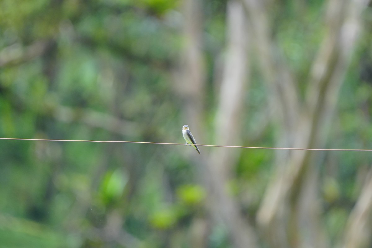 Southern Rough-winged Swallow - ML633516337