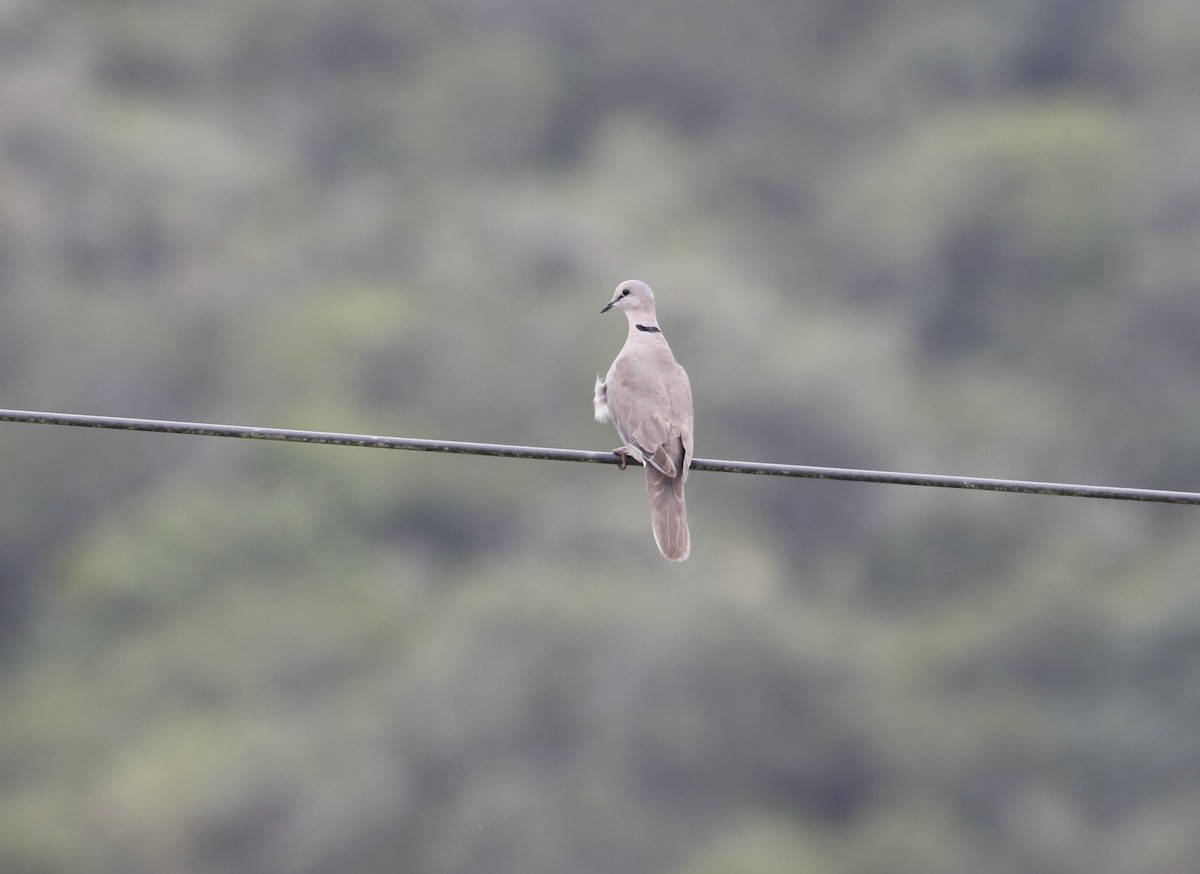 Ring-necked Dove - ML633516471