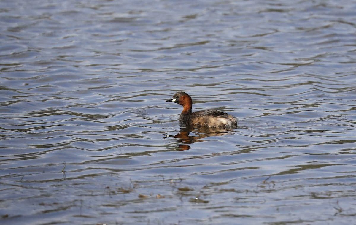 Little Grebe - ML633516481