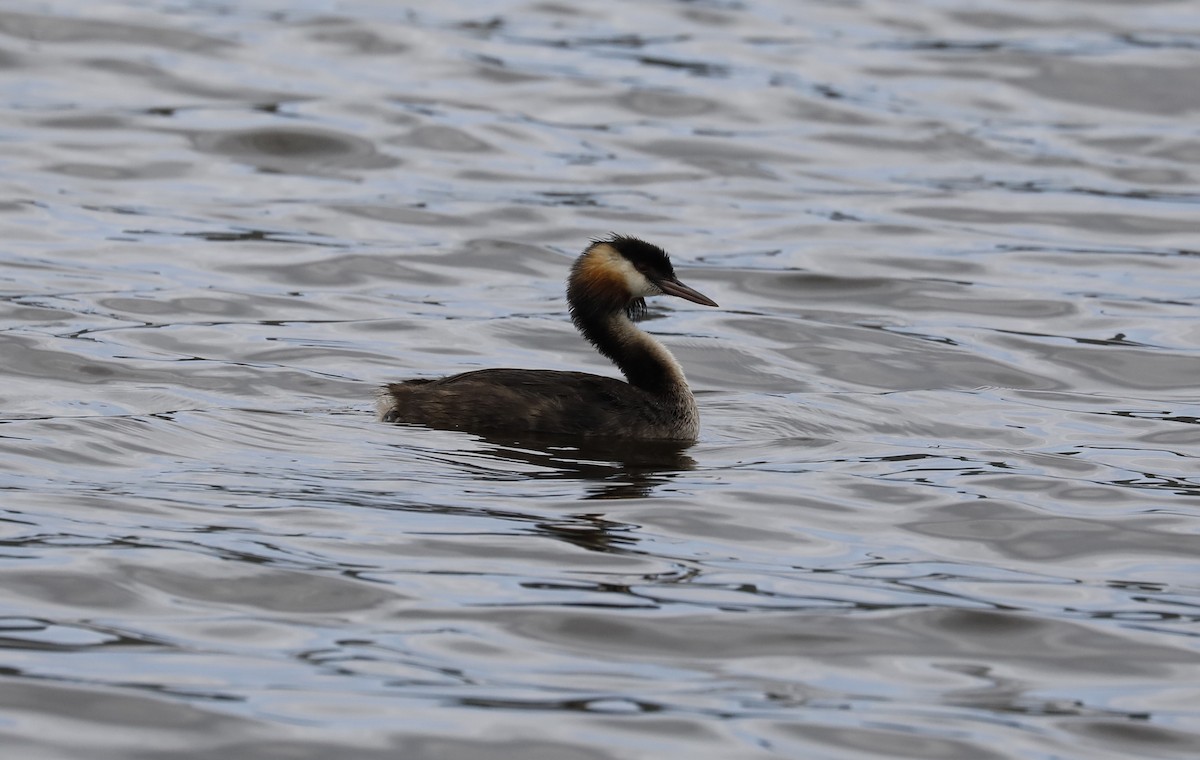 Great Crested Grebe - ML633516483