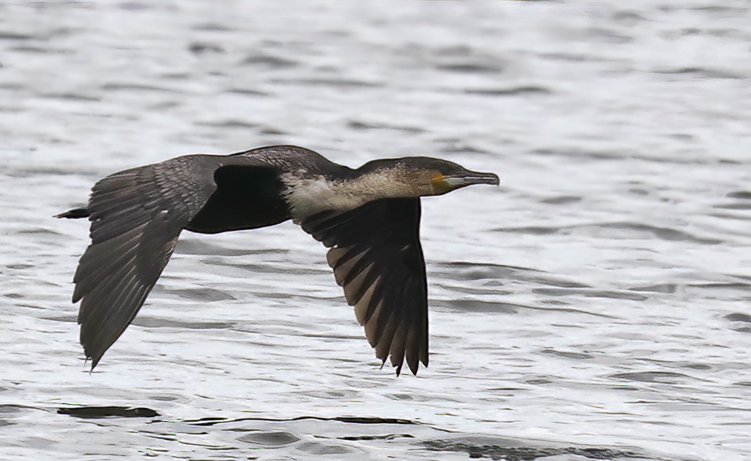 Great Cormorant (White-breasted) - ML633516493