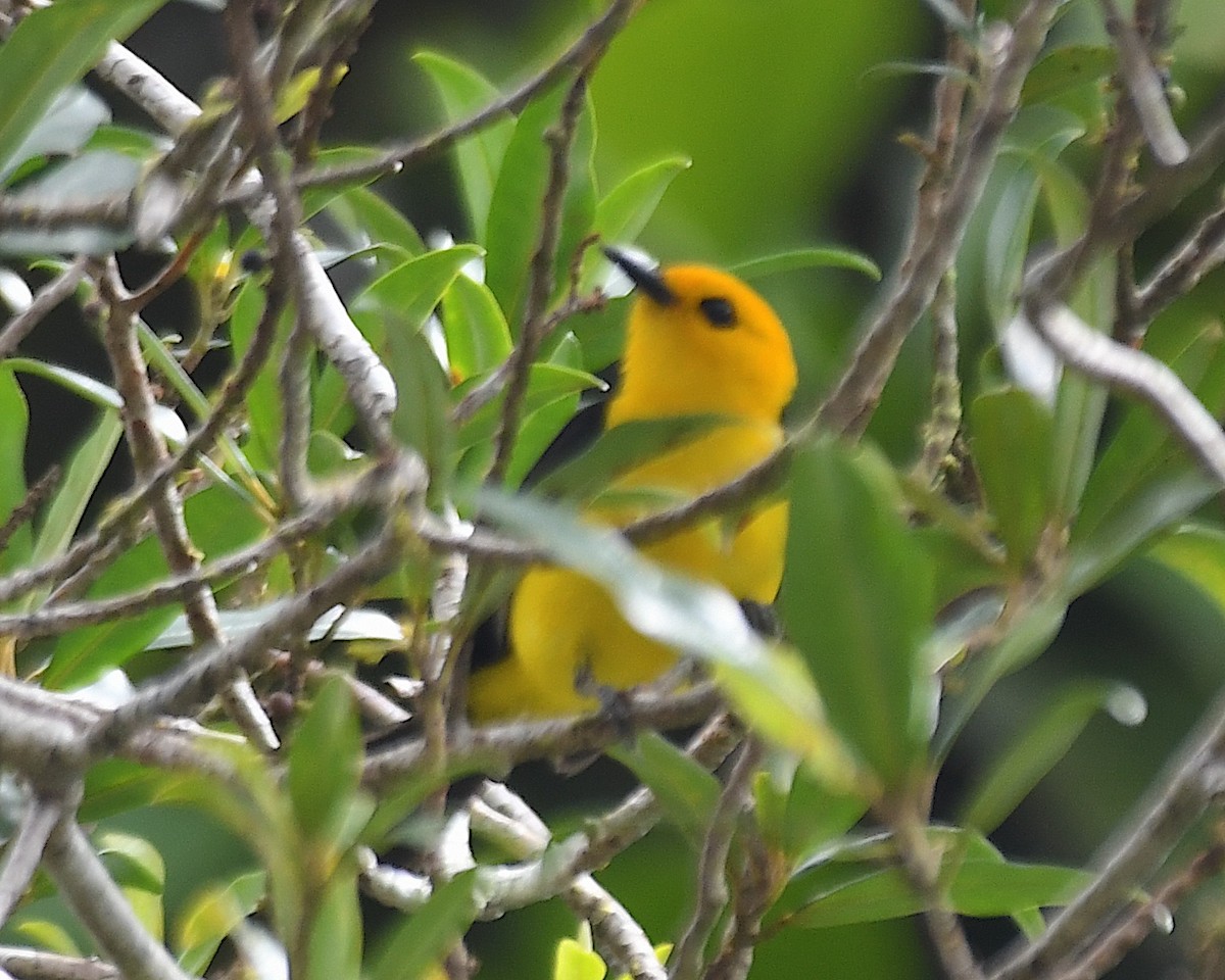 Black-and-yellow Tanager - ML633516501