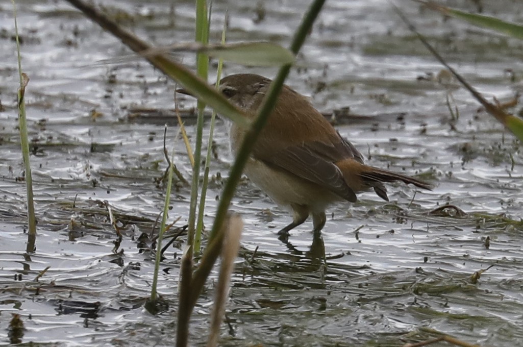 Lesser Swamp Warbler - ML633516507
