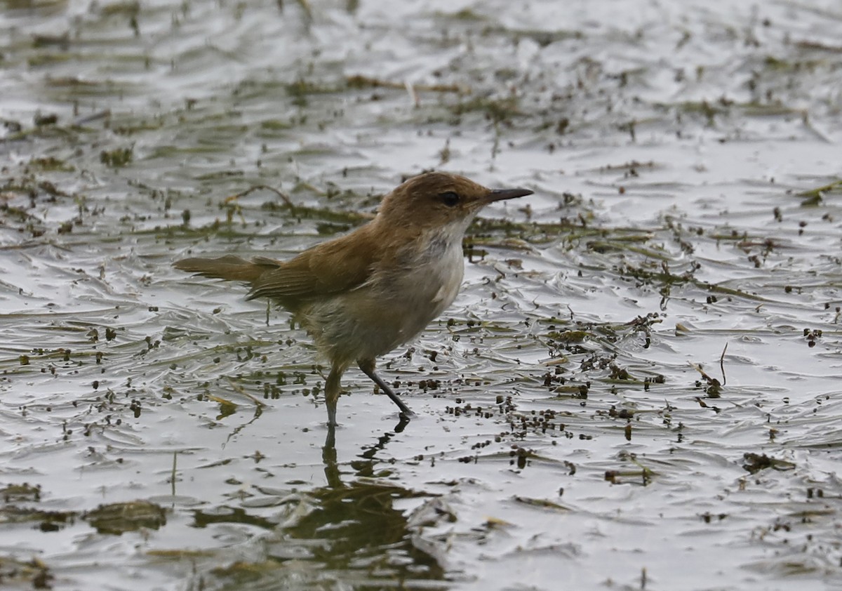 Lesser Swamp Warbler - ML633516508