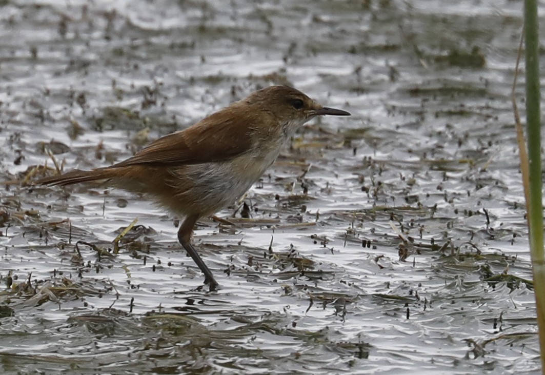 Lesser Swamp Warbler - ML633516509