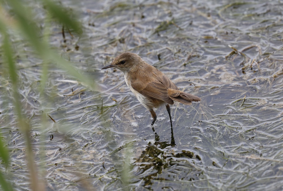 Lesser Swamp Warbler - ML633516511