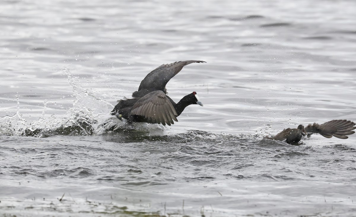 Red-knobbed Coot - ML633516931