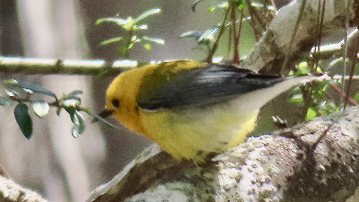 Prothonotary Warbler - ML633517020
