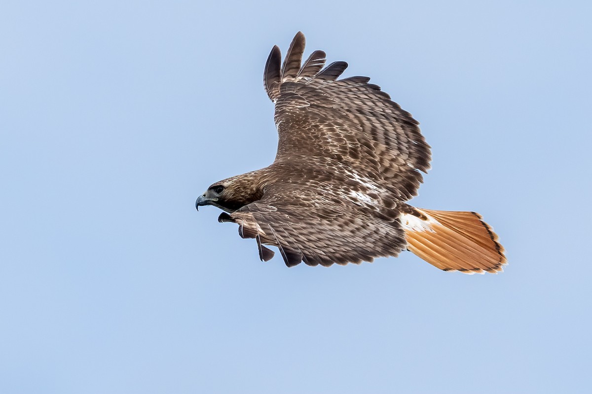 Red-tailed Hawk - Carol Annis