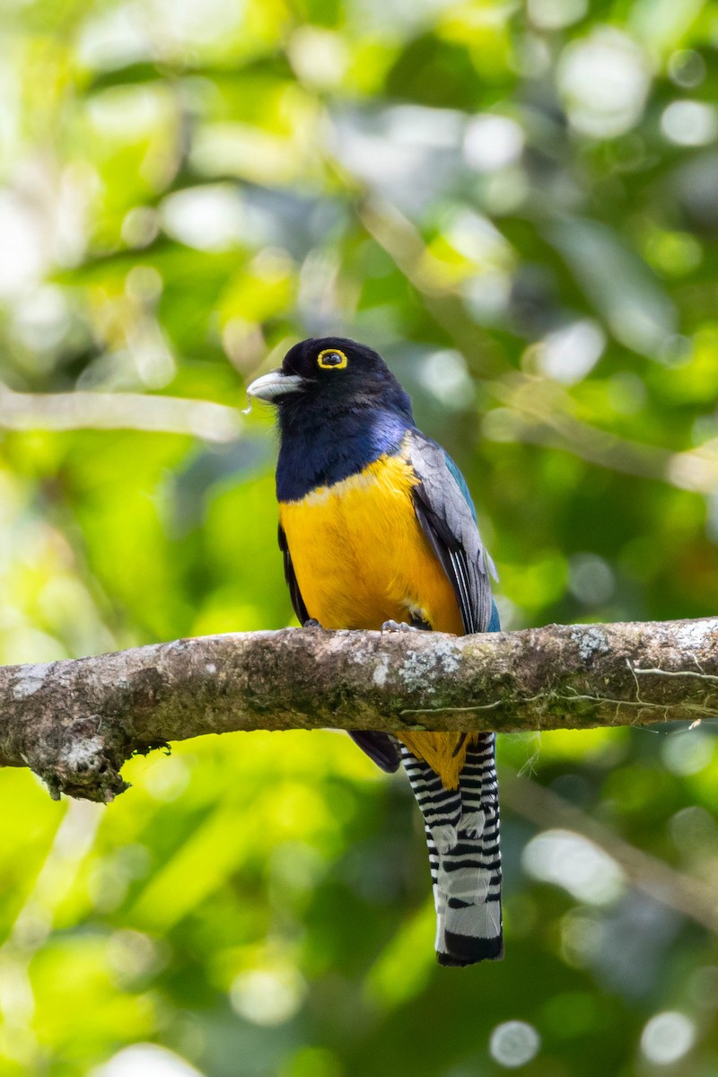 Gartered Violaceous Trogon - ML633517537