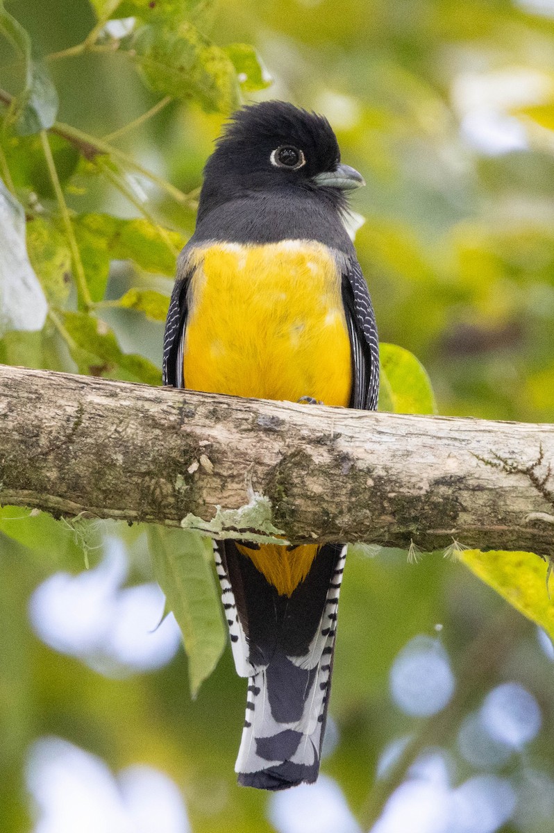 Gartered Violaceous Trogon - ML633517539