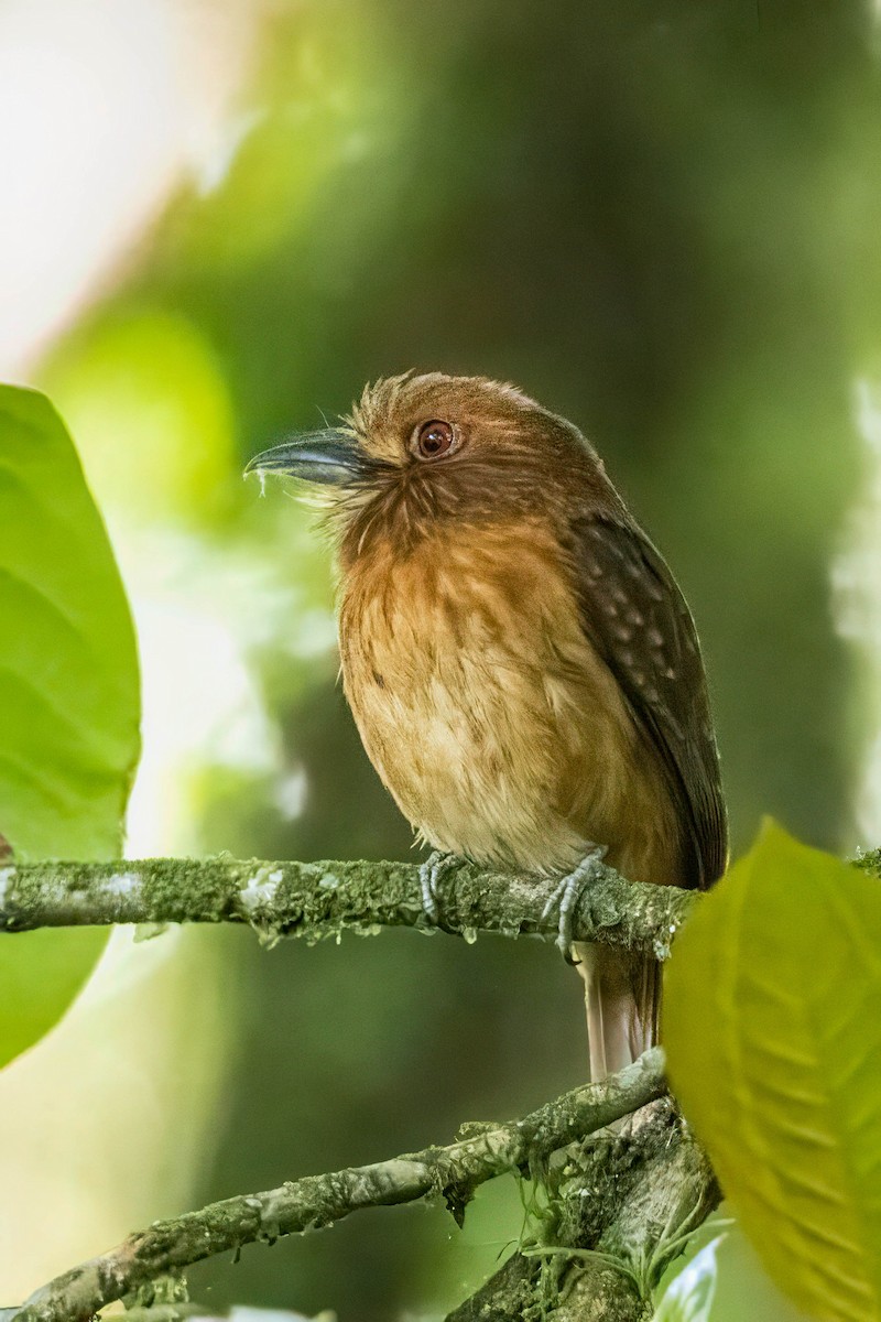 White-whiskered Puffbird - ML633517543