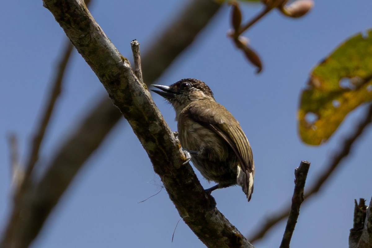 Olivaceous Piculet - ML633517561