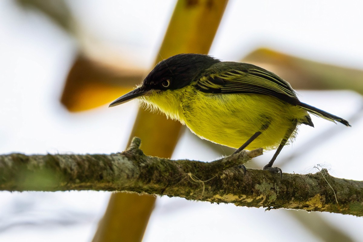 Common Tody-Flycatcher - ML633517570