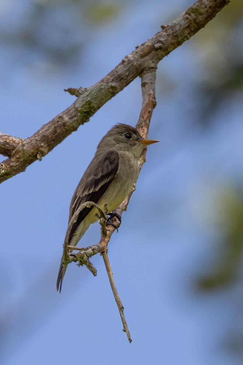 Northern Tropical Pewee - ML633517575