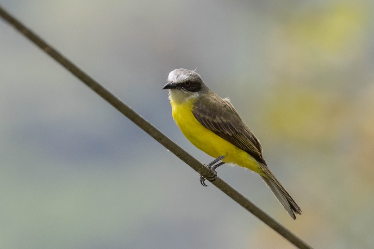 Gray-capped Flycatcher - ML633517585