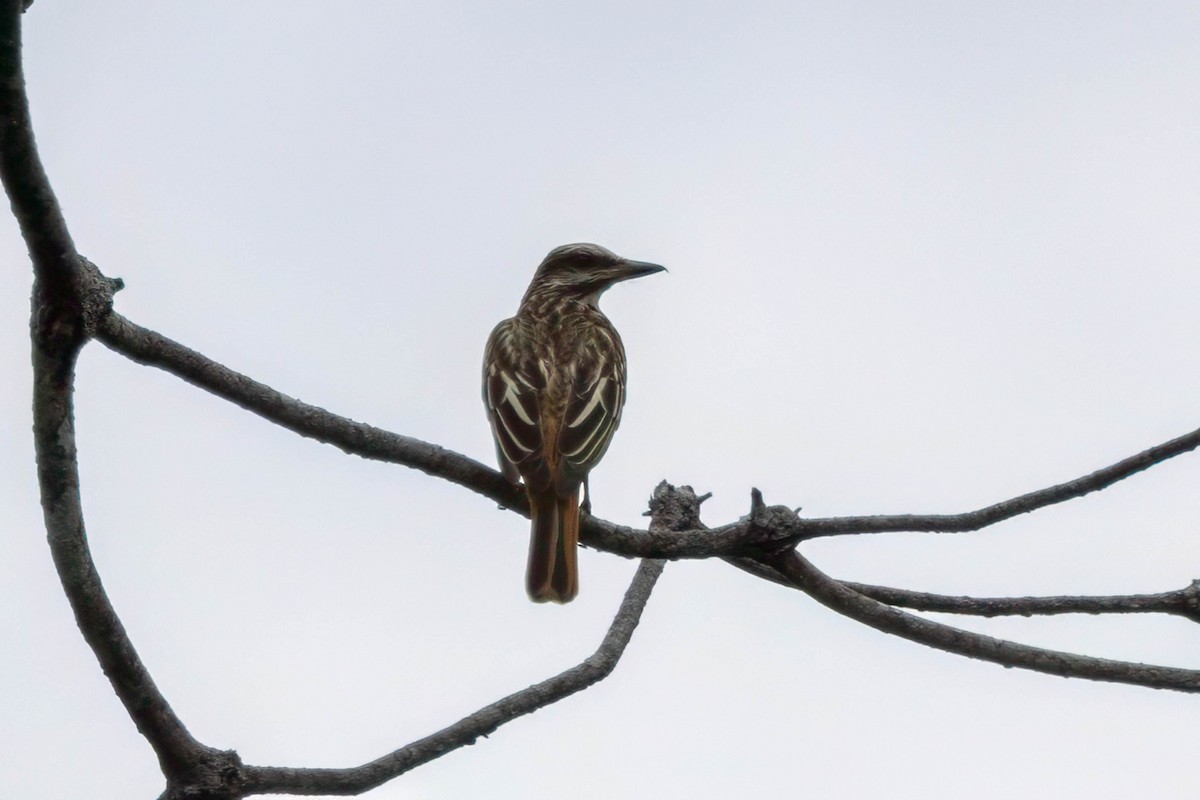 Sulphur-bellied Flycatcher - ML633517601