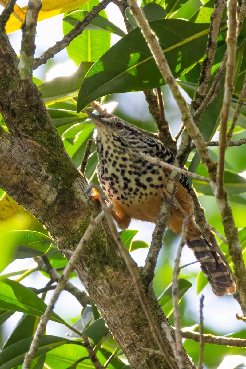 Band-backed Wren - ML633517615