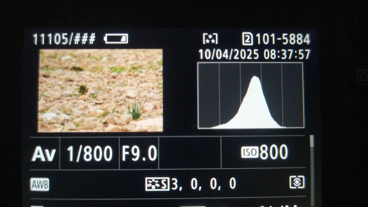 skřivan dudkovitý - ML633517623