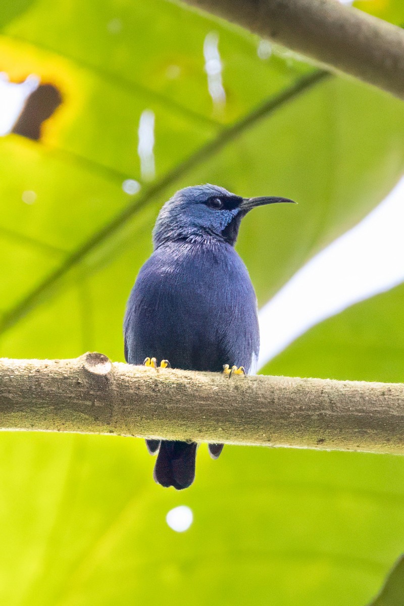 Shining Honeycreeper - ML633517730