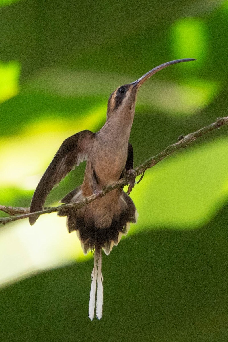 Long-billed Hermit - ML633517760
